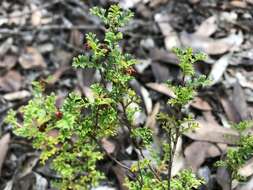 Image de Dodonaea humilis Endl.