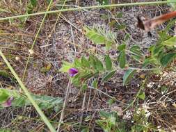 Imagem de Psoralea imbricata (L. fil.) T. M. Salter