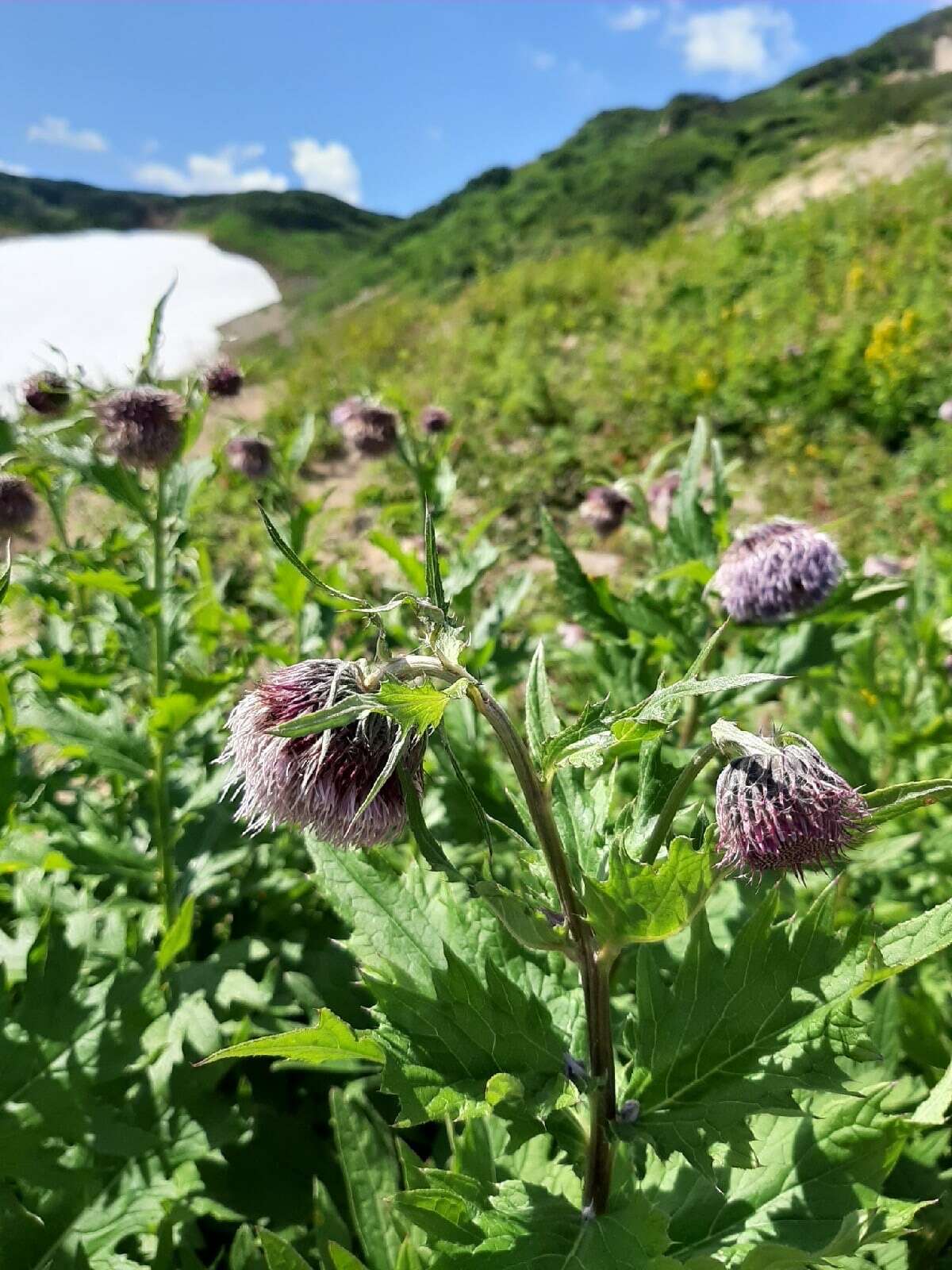 Слика од Cirsium kamtschaticum Ledeb. ex DC.