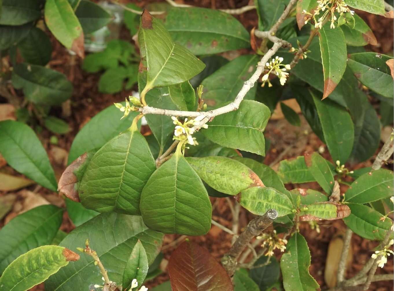 Image of Fragrant Olive