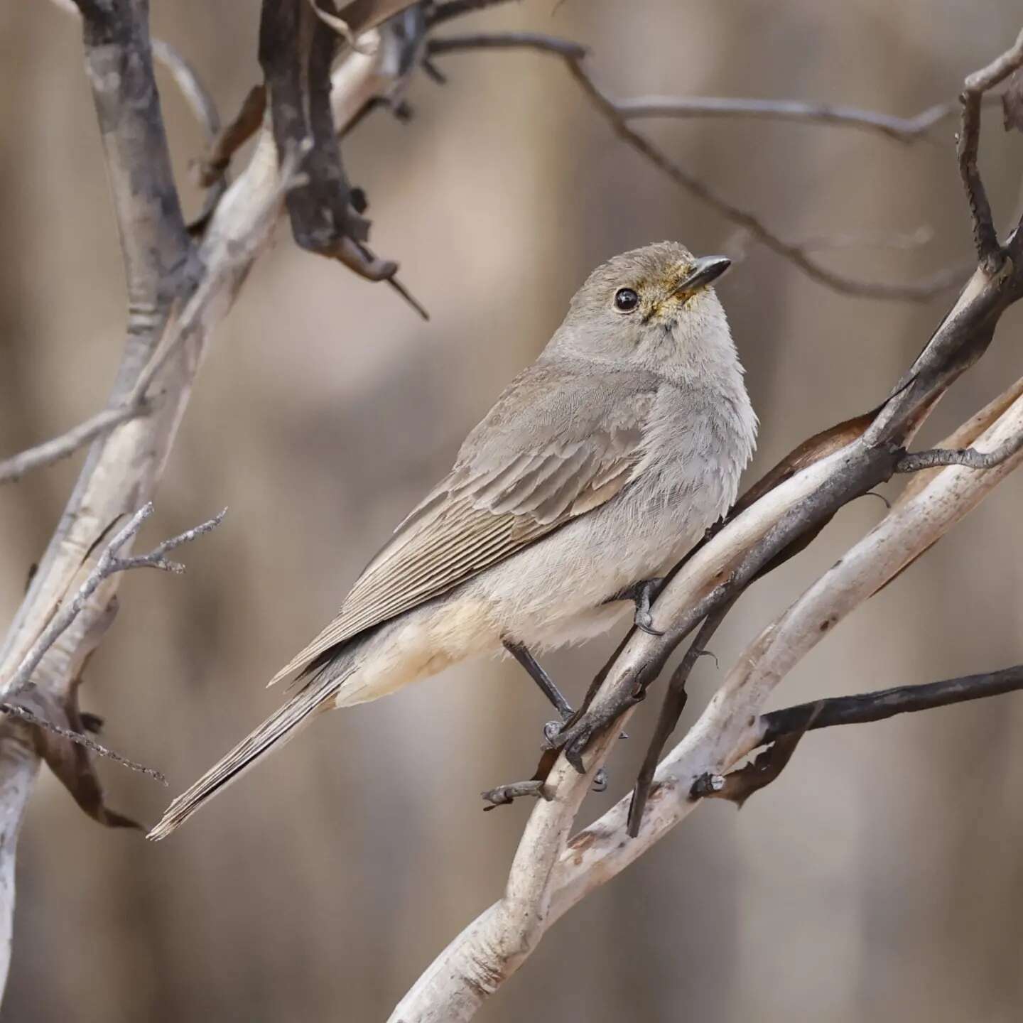 Pachycephala rufogularis Gould 1841 resmi