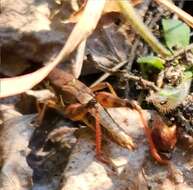 Melanoplus islandicus Blatchley 1898的圖片