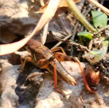 Melanoplus islandicus Blatchley 1898 resmi