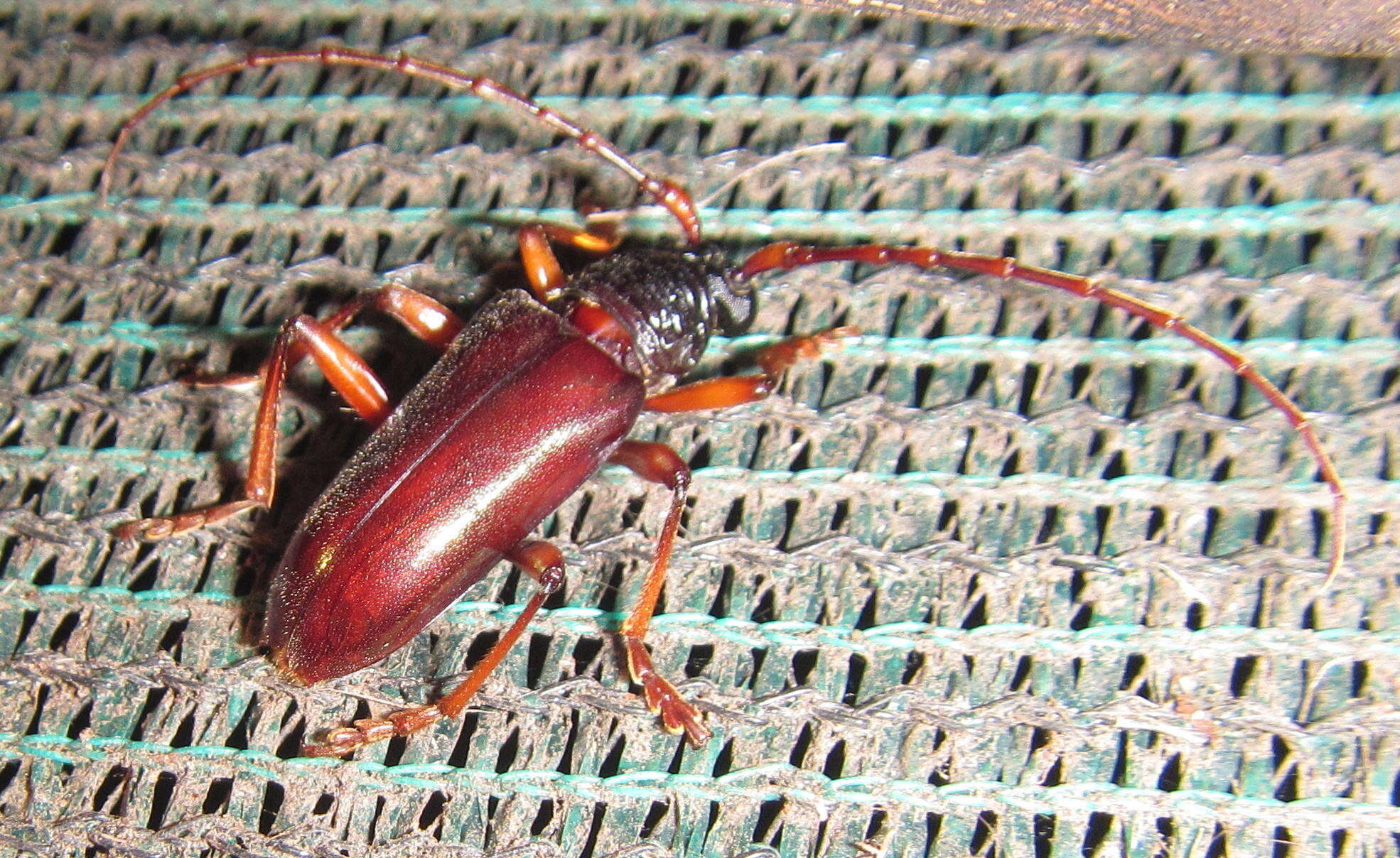 Neoplocaederus purpuripennis (Gahan 1890)的圖片