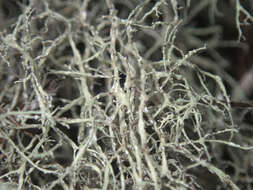 Image of Peruvian cartilage lichen