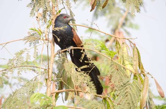 Centropus sinensis parroti Stresemann 1913的圖片