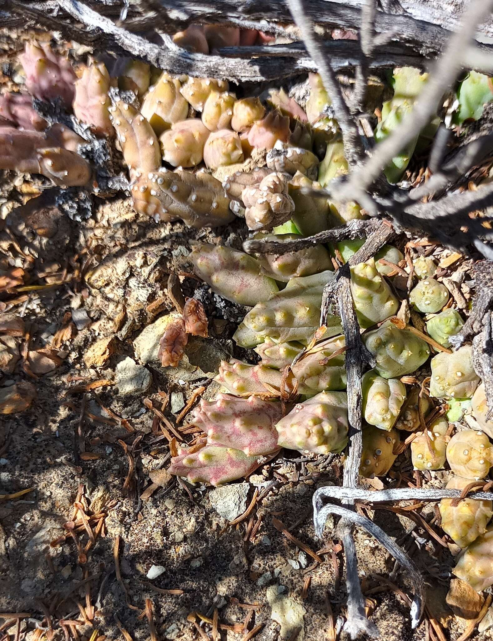 Image of Ceropegia geminata subsp. geminata