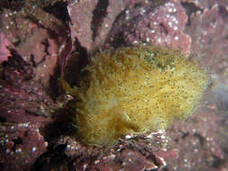 Image of Black and White Dorid