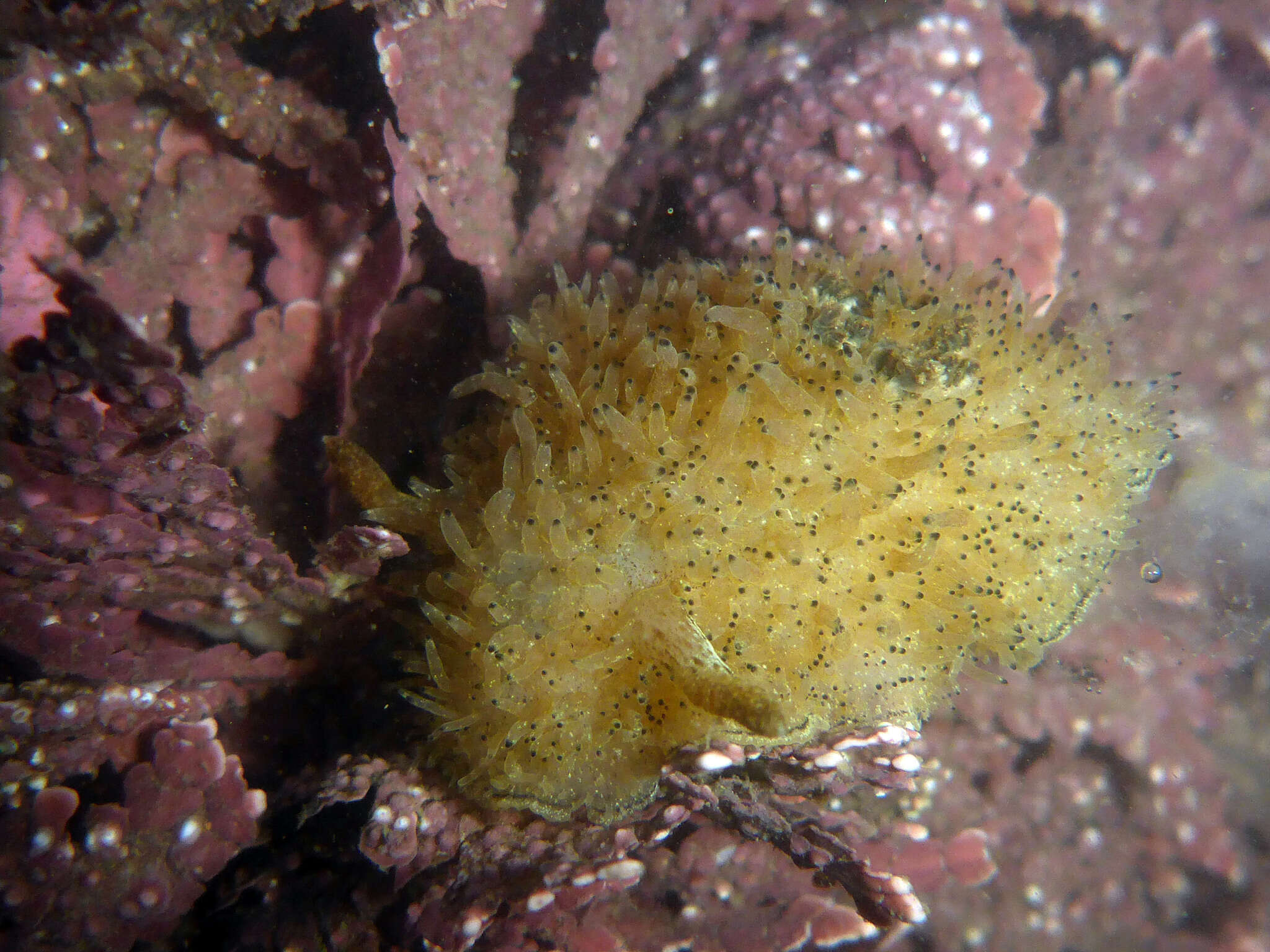 Image of Black and White Dorid