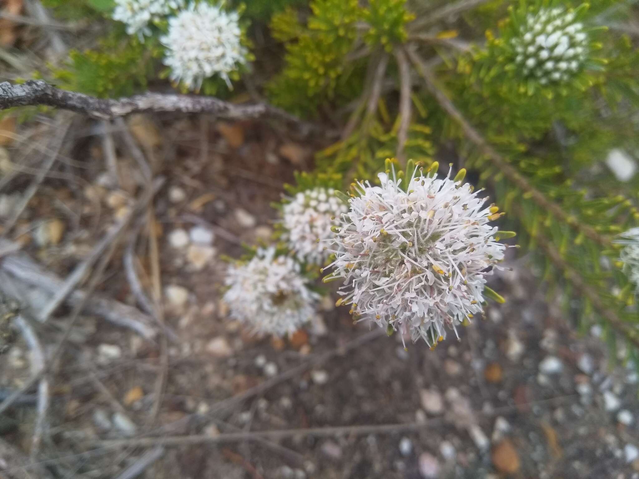 Image of Agathosma gonaquensis Eckl. & Zeyh.