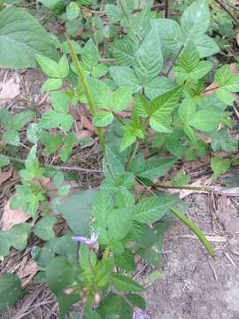 Image of fringed spiderflower