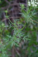 Image of Daucosma laciniatum Engelm. & A. Gray