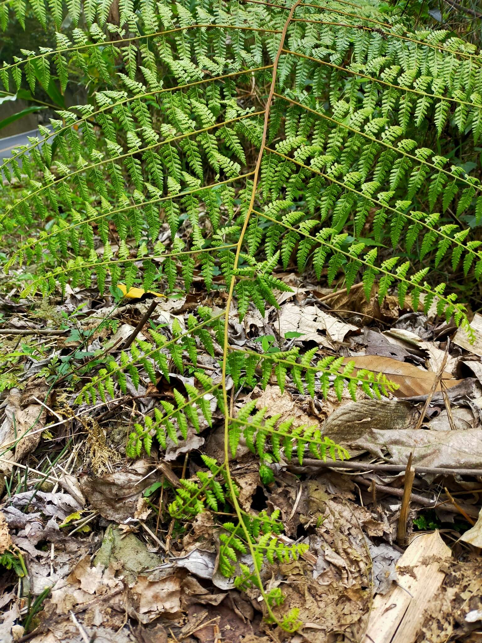 Sivun Microlepia speluncae (L.) Moore kuva