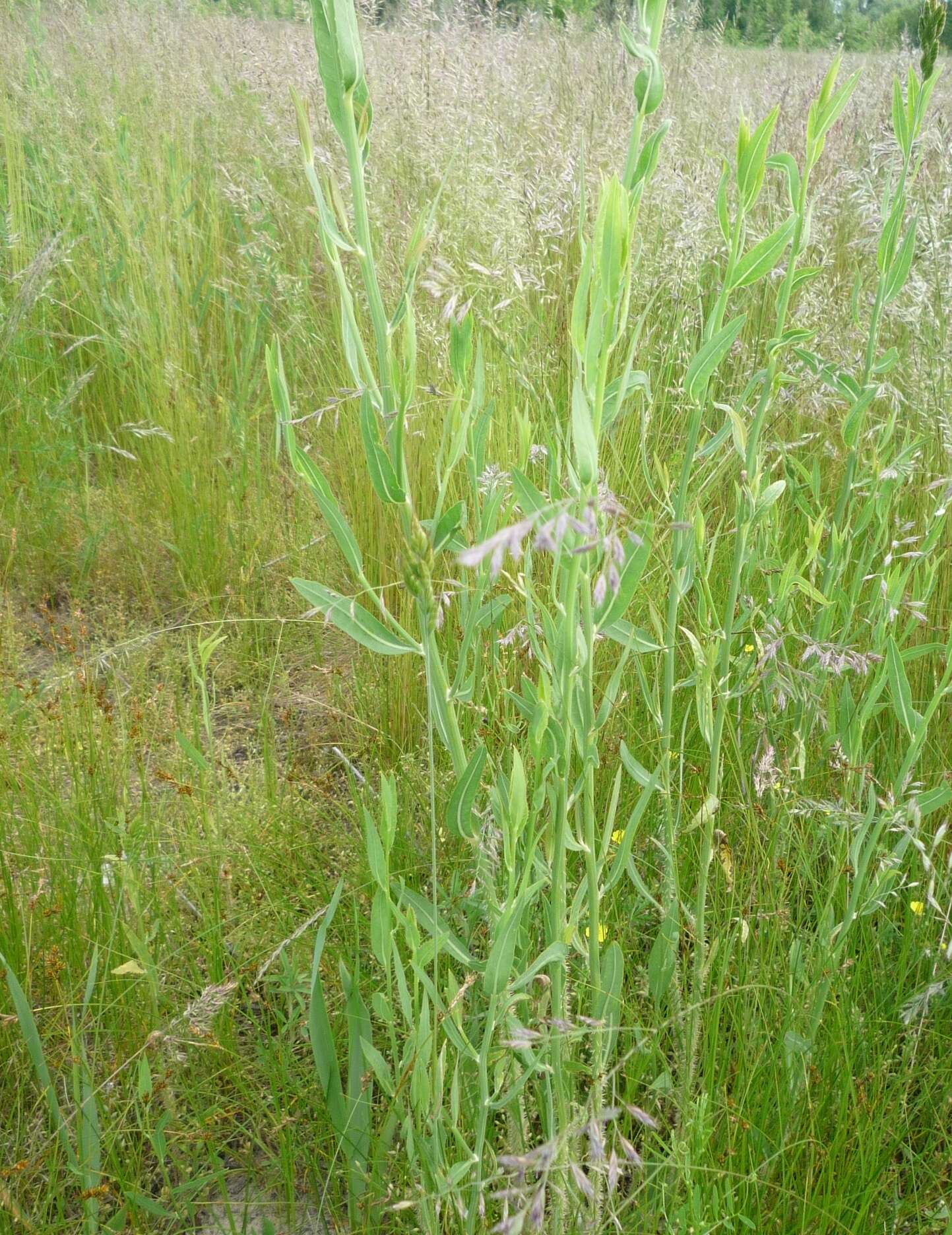 Image of Chondrilla latifolia Bieb.