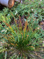 Слика од Juncus drummondii E. Mey.