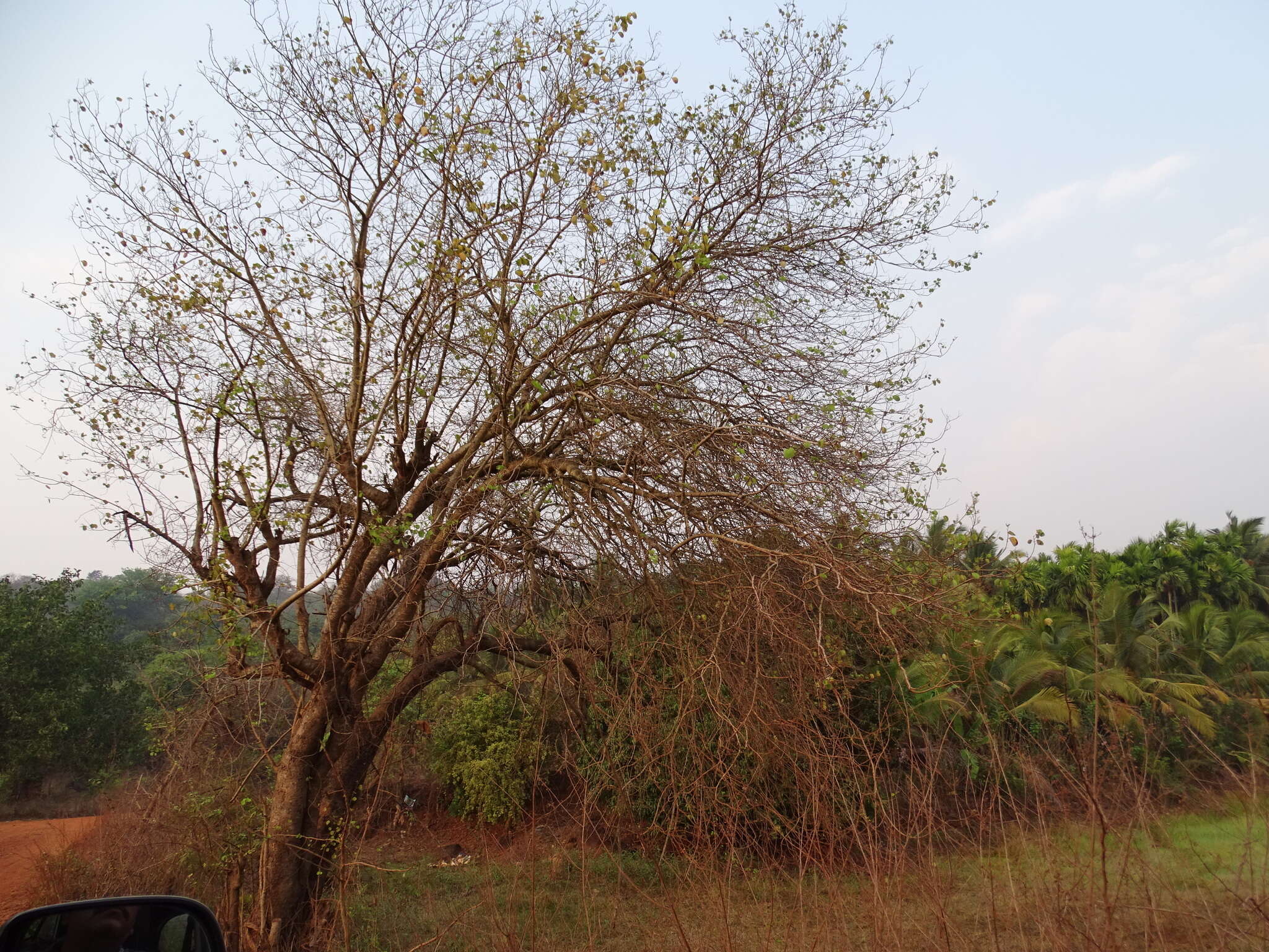 Imagem de Bauhinia racemosa Lam.