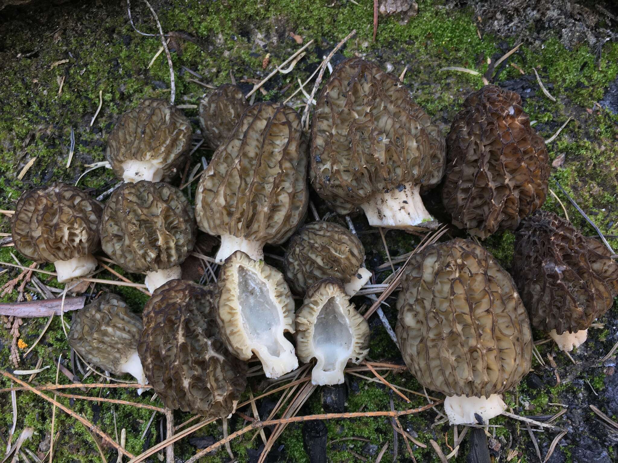 Image of Morchella sextelata M. Kuo 2012