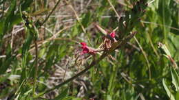 Oenothera hispida (Benth.) W. L. Wagner, Hoch & Zarucchi resmi