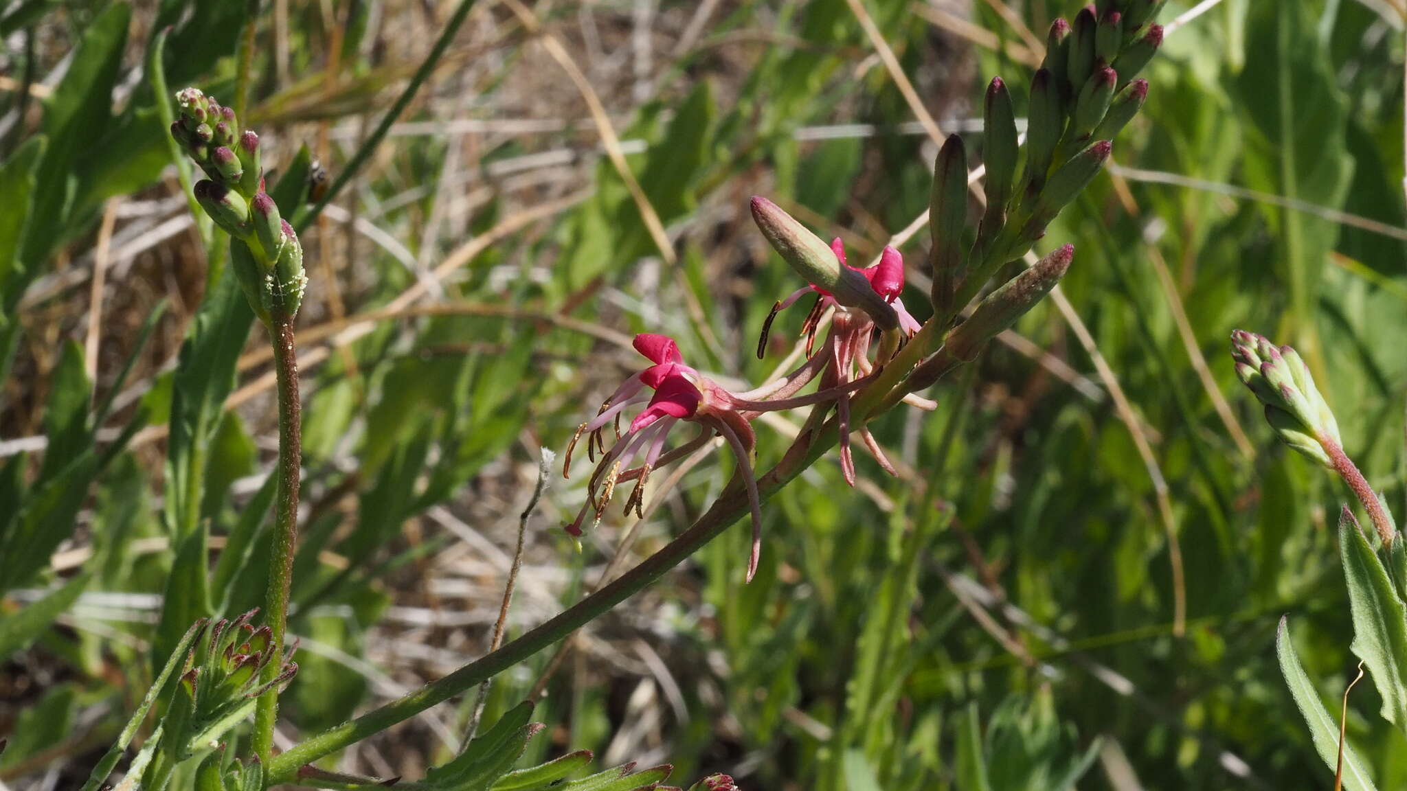 Imagem de Oenothera hispida (Benth.) W. L. Wagner, Hoch & Zarucchi