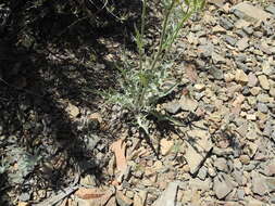 Image of limestone hawksbeard