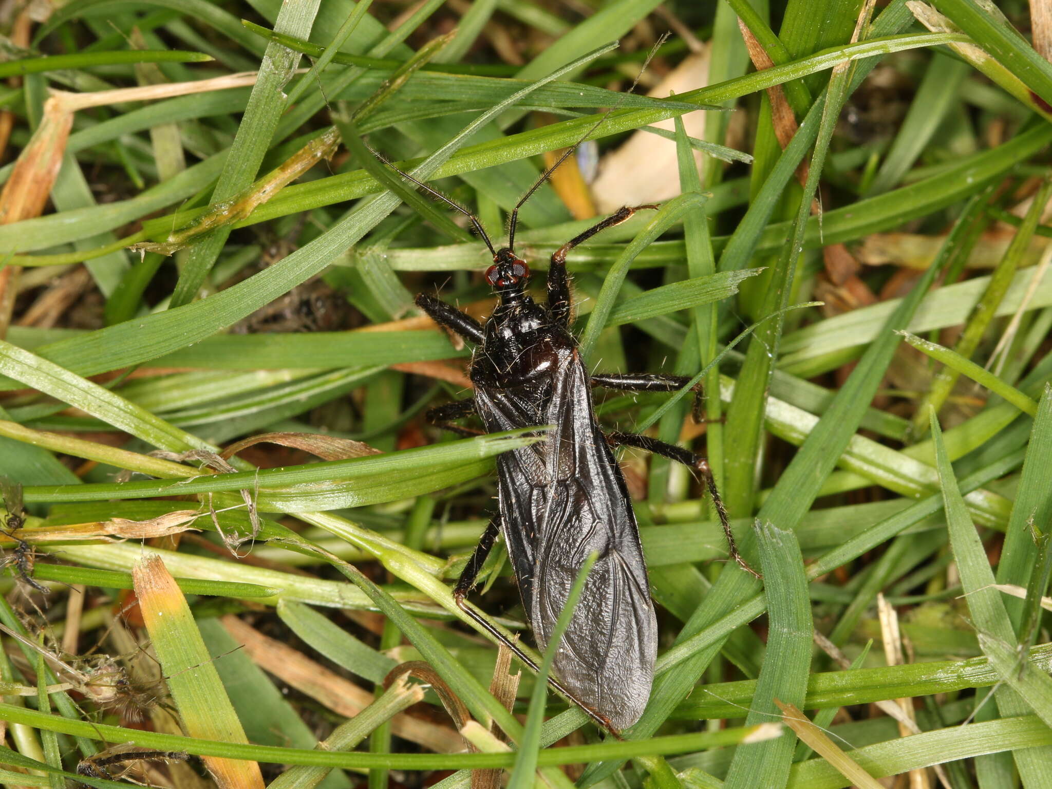 Reduvius personatus (Linnaeus 1758) resmi