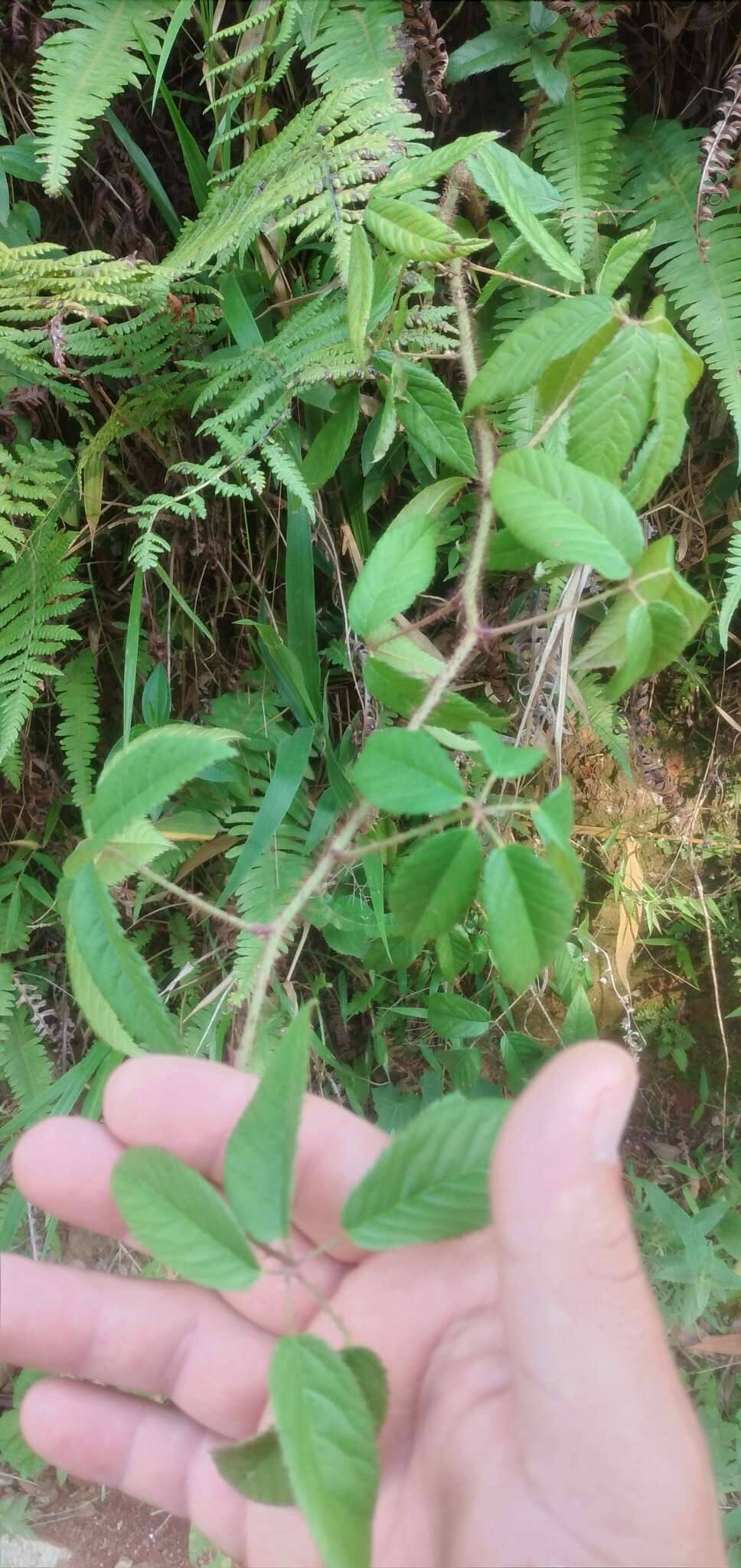 Image of <i>Rubus erythrocladus</i>