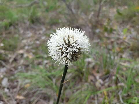 Image of Dasypogon bromeliifolius R. Br.