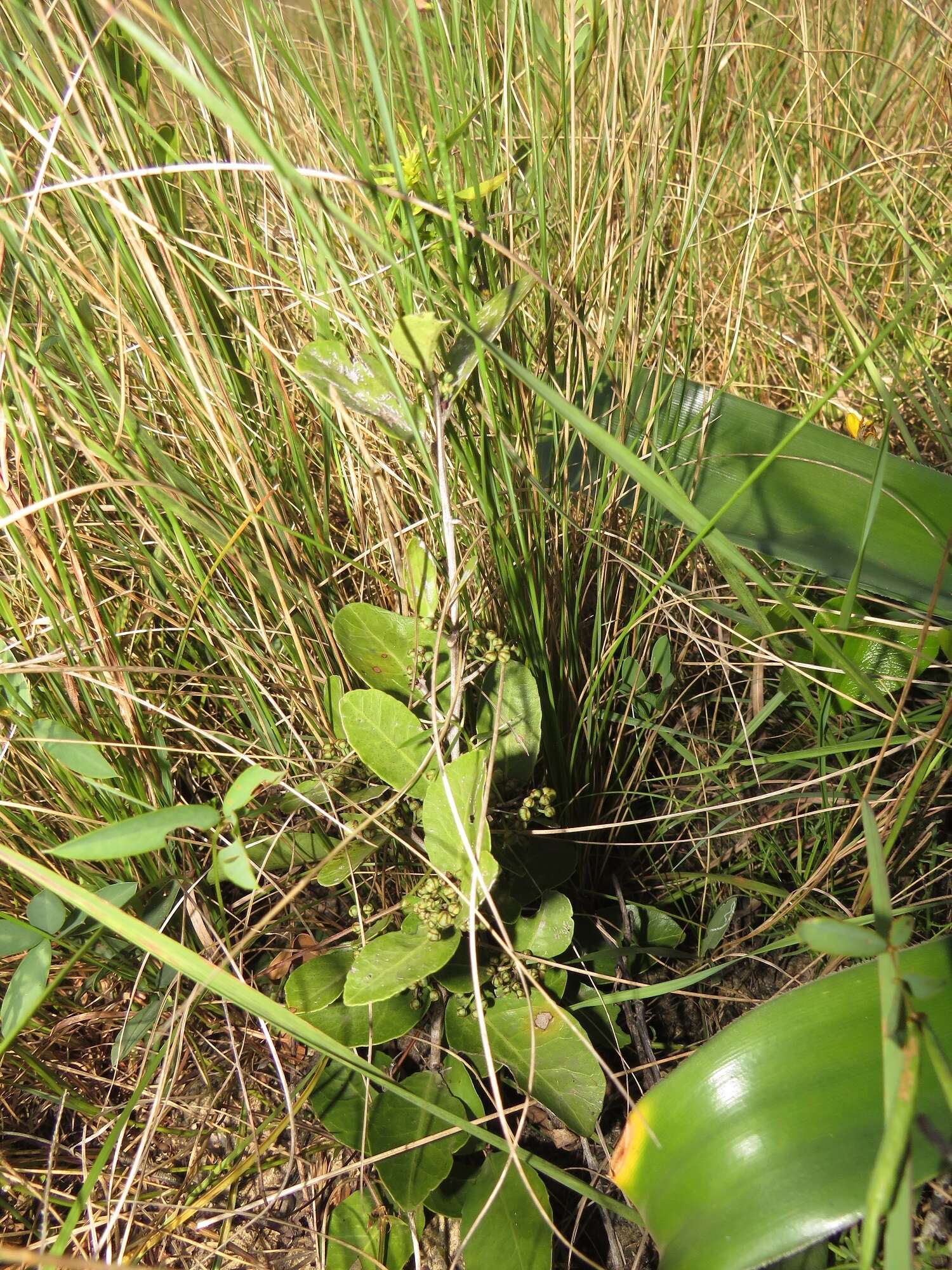 Image of Salacia kraussii (Harv.) Harv.