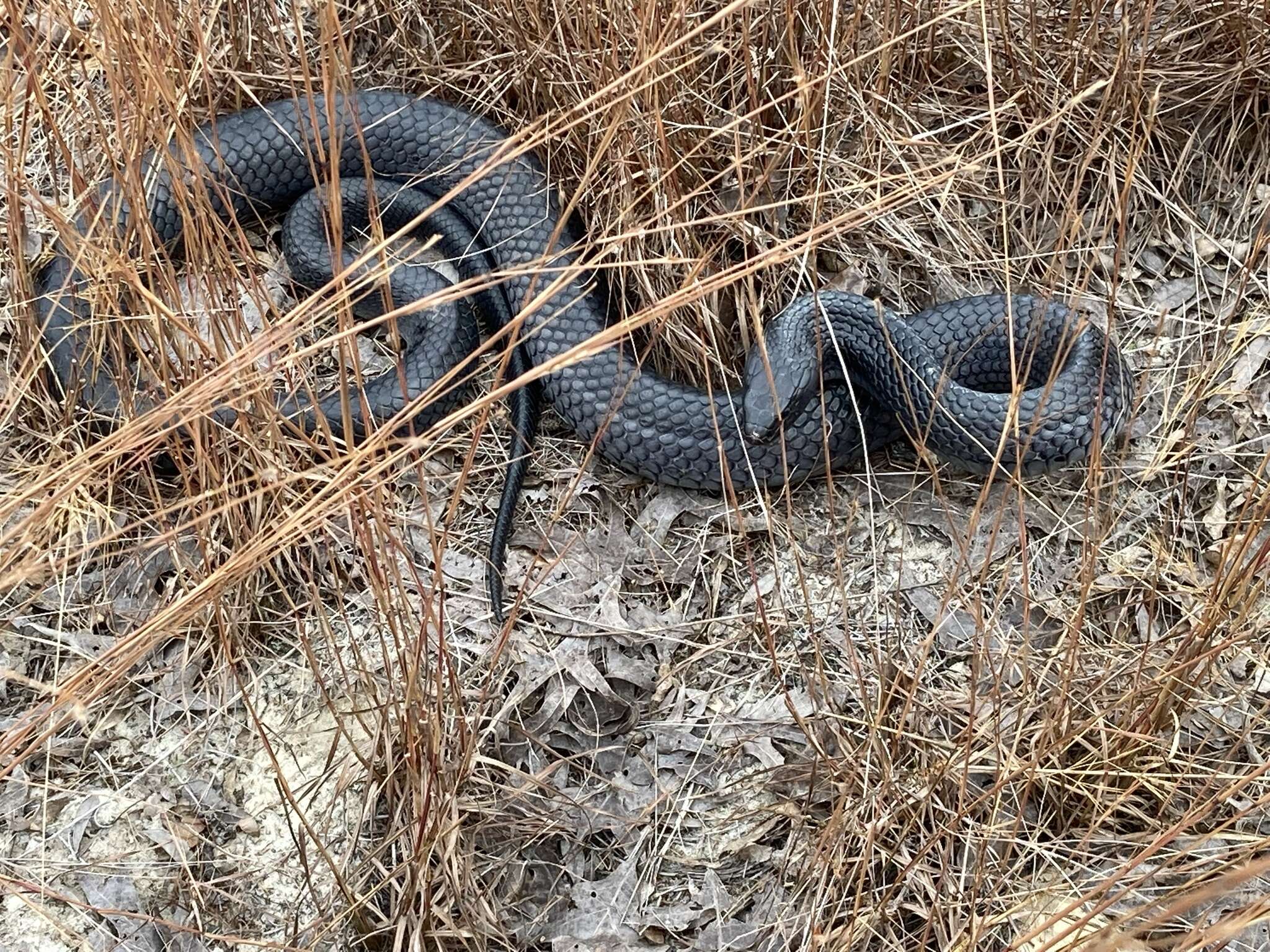 Image of Eastern Indigo Snake