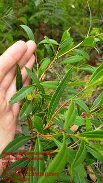 Image of Dodonaea serratifolia Mc Gillivray