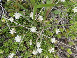 Image de Raoulia subsericea Hook. fil.