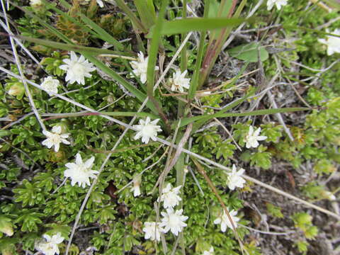 Image of Raoulia subsericea Hook. fil.