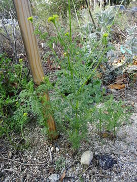 Image of western tansymustard