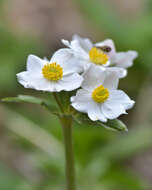 Anemonastrum protractum (Ulbrich) Holub的圖片