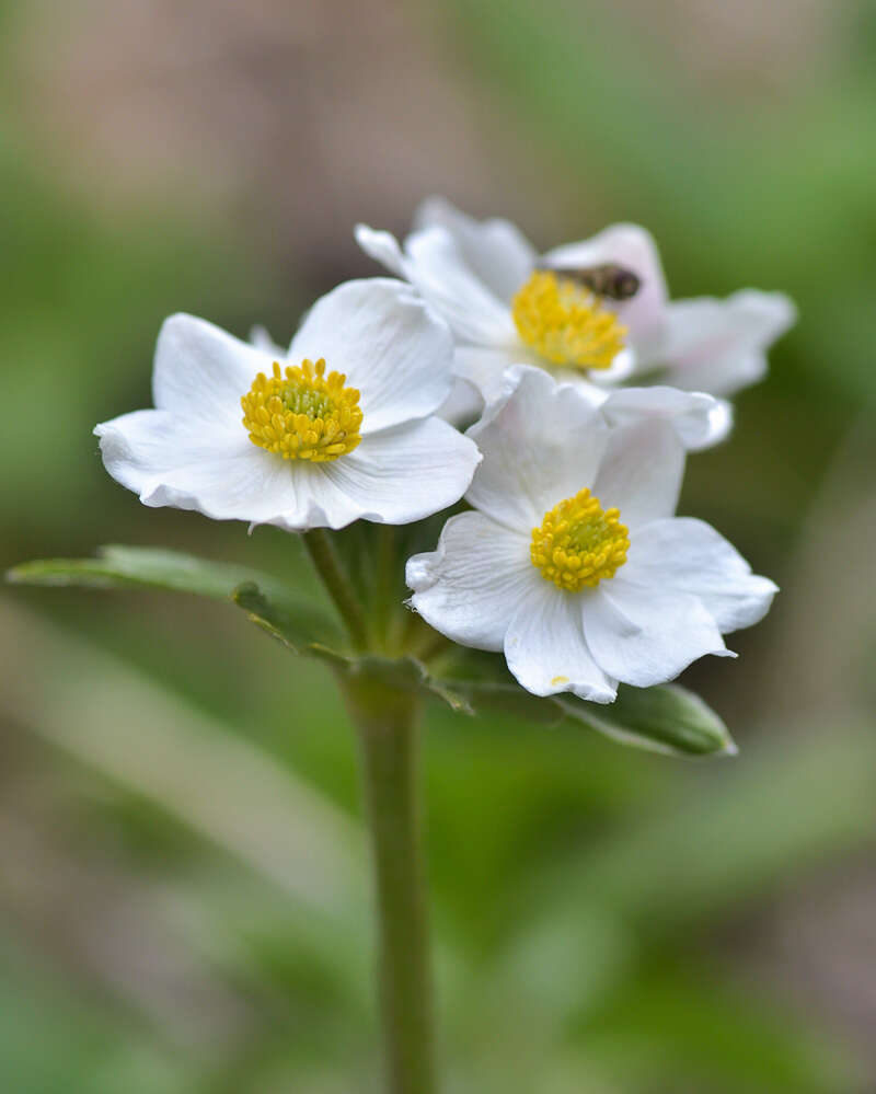 Anemonastrum protractum (Ulbrich) Holub的圖片