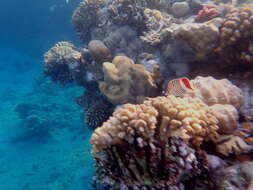 Image of Crown Butterflyfish