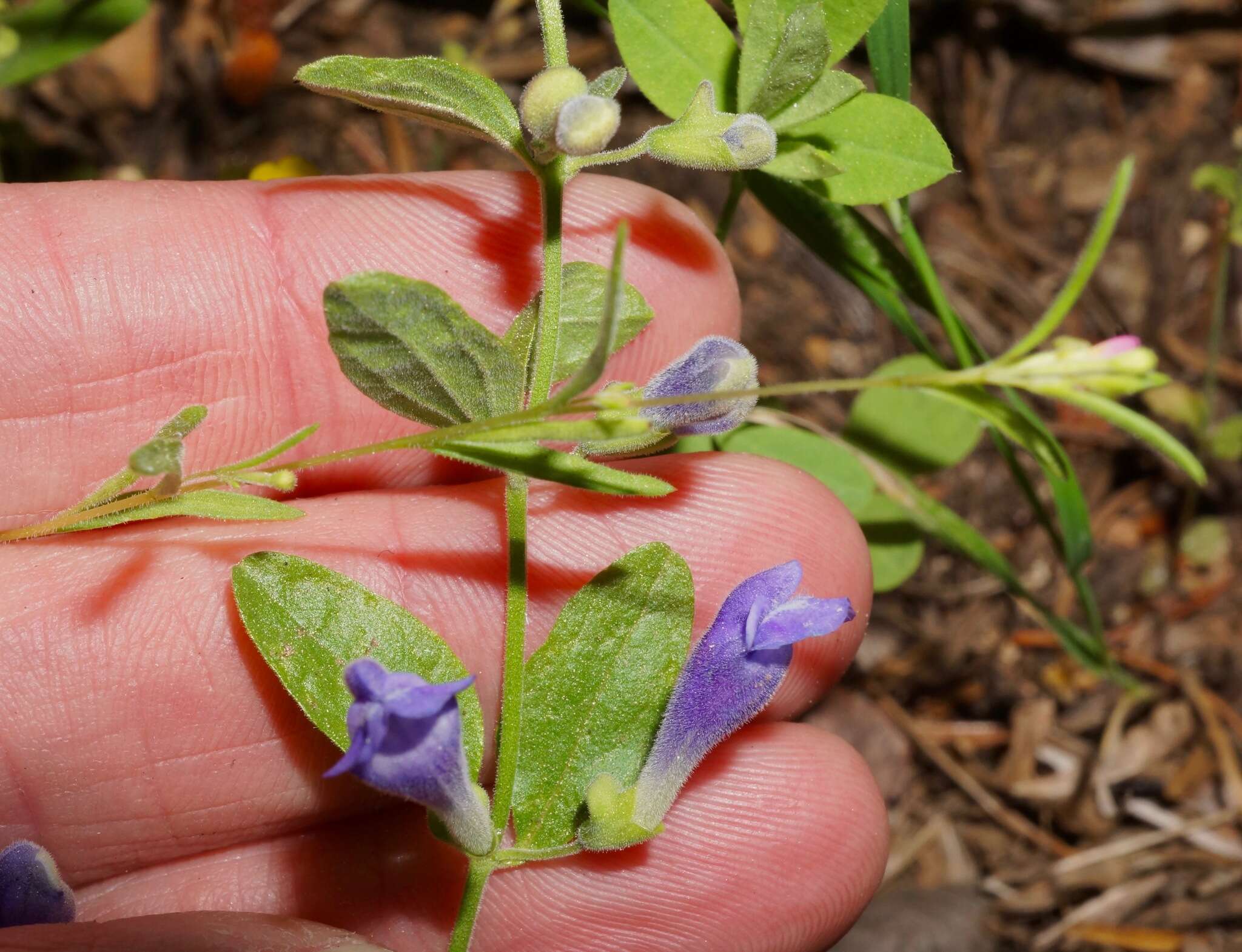 Image of nose skullcap