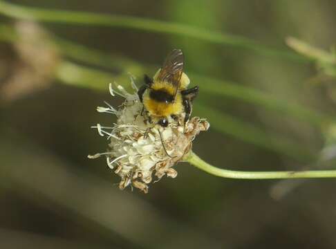 Слика од Bombus zonatus Smith 1854