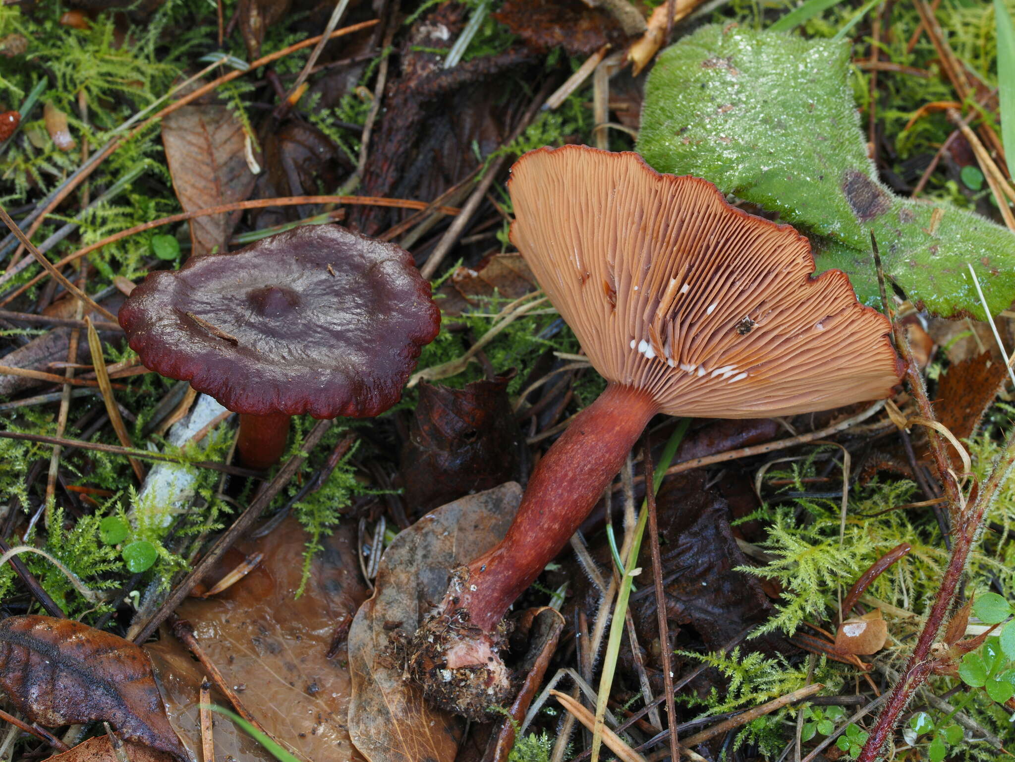 صورة Lactarius atrobadius Hesler & A. H. Sm. 1979