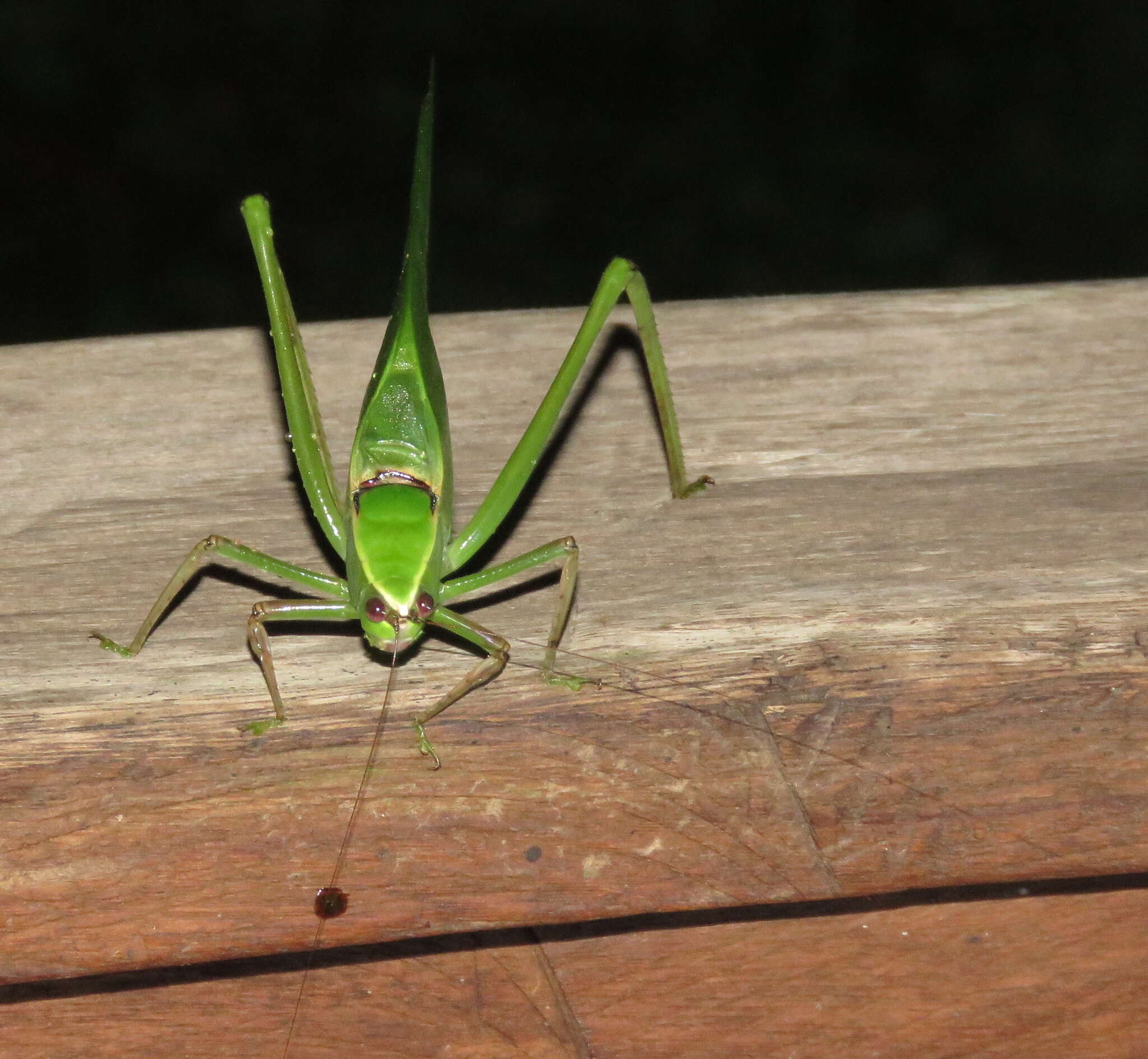 Sivun Stilpnochlora quadrata (Scudder & S. H. 1869) kuva