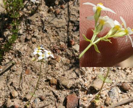 Image of Sebaea albens (L. fil.) Sm.