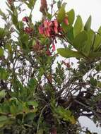 Image of Macleania loeseneriana Hørold