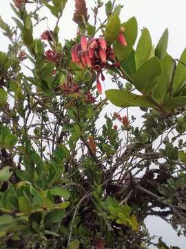 Image de Macleania loeseneriana Hørold