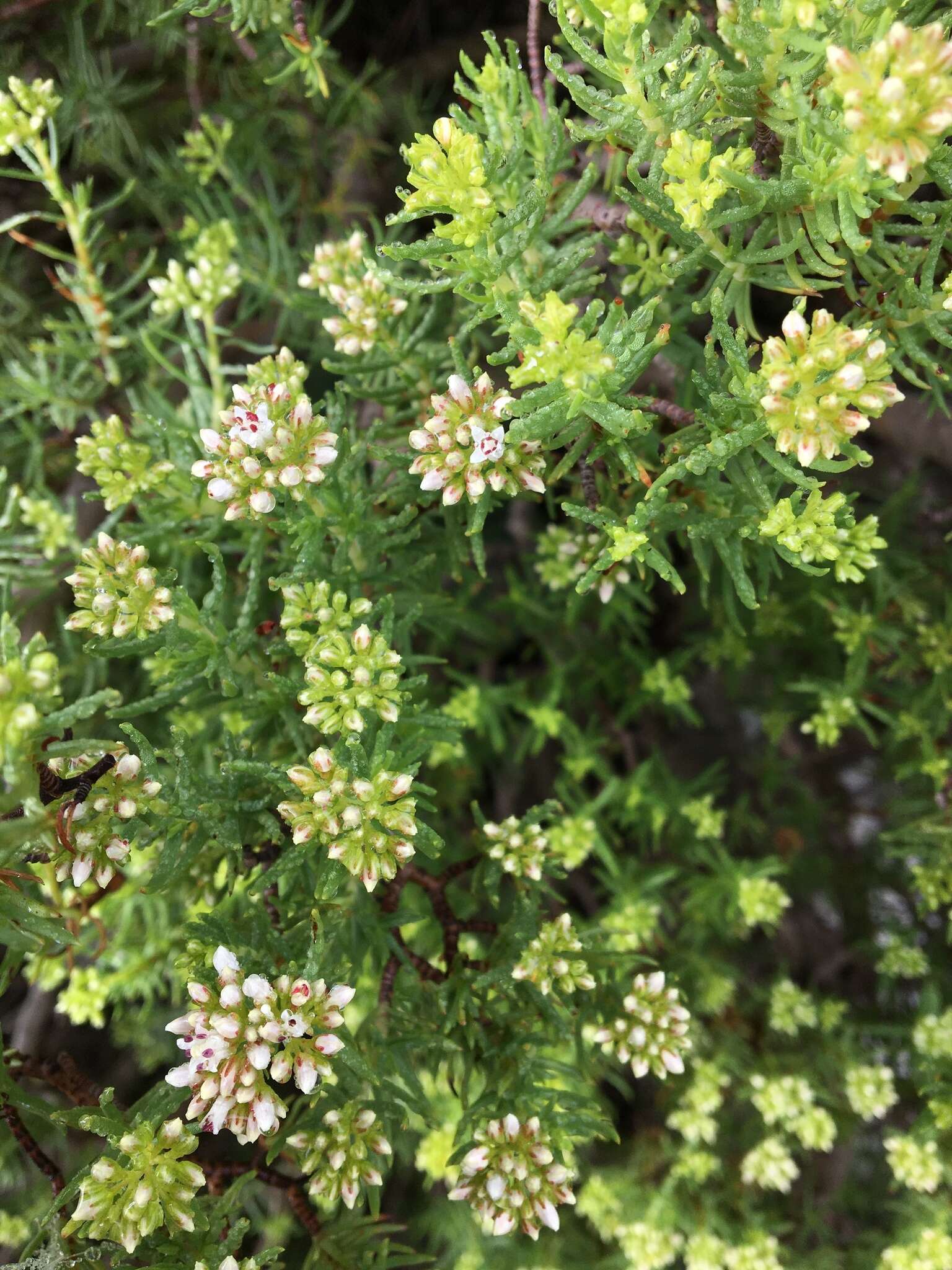 Image of Crassula sarcocaulis Eckl. & Zeyh.