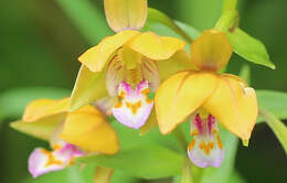 Epipactis thunbergii A. Gray resmi