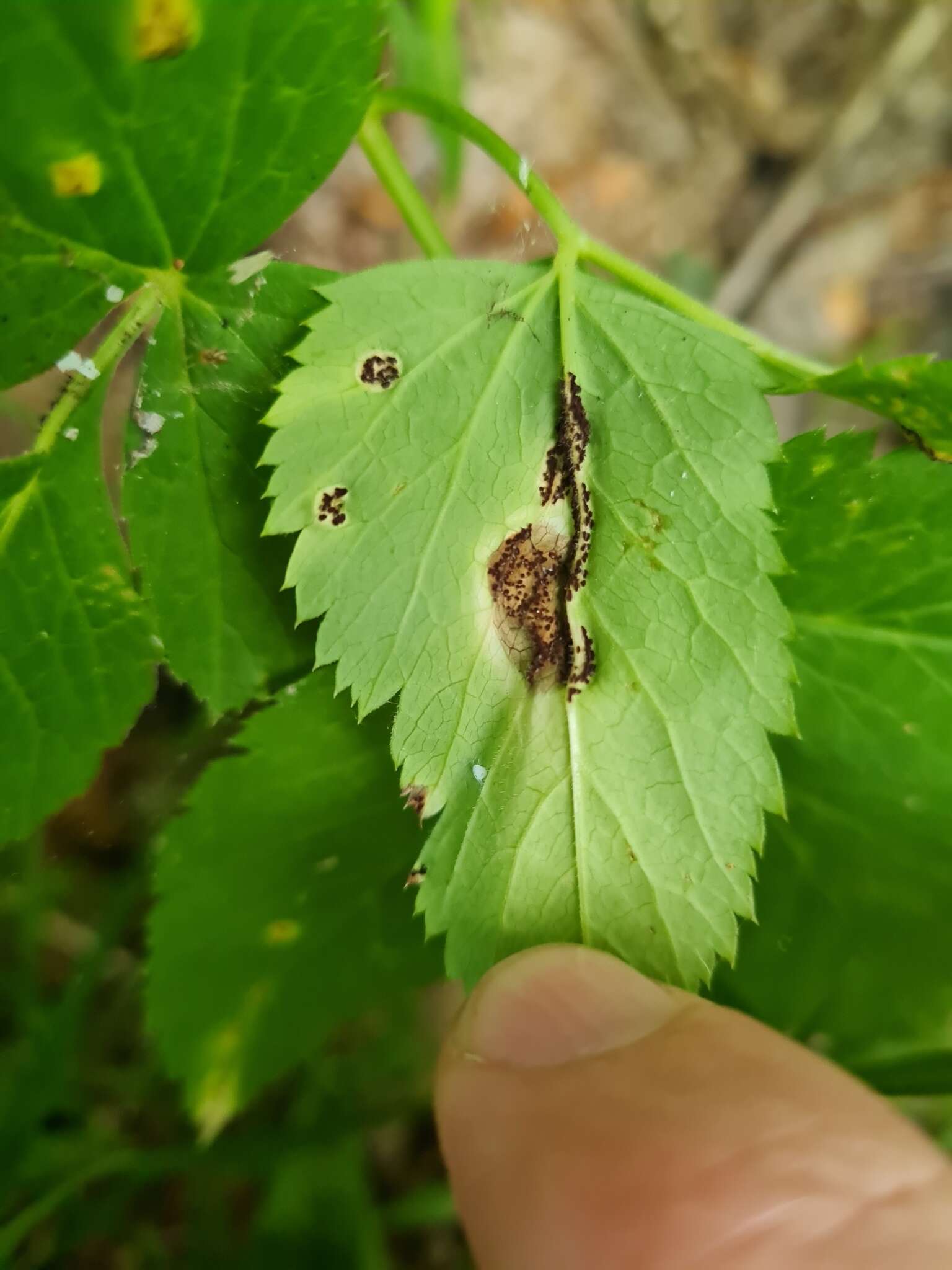 Imagem de Puccinia aegopodii (Schumach.) Link 1817