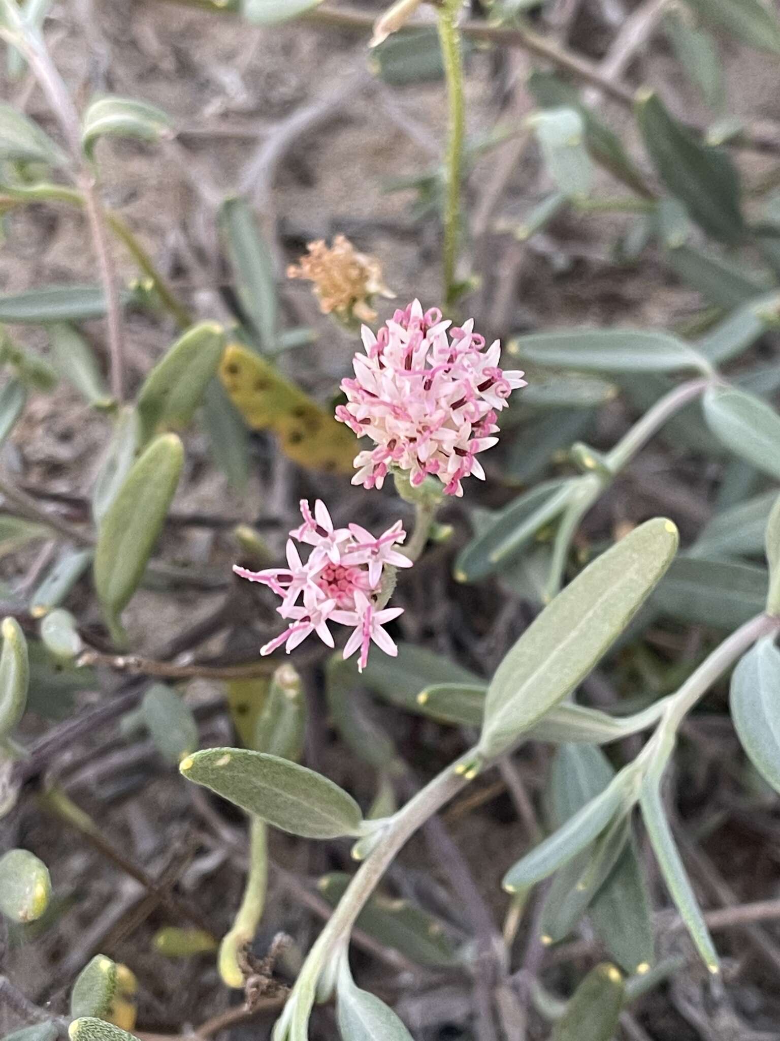 Plancia ëd Palafoxia linearis (Cav.) Lag.