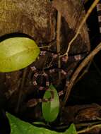 Image of Yucatán Blunthead Snake