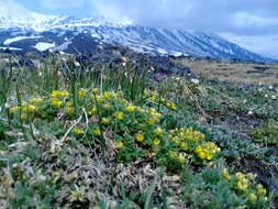 Image de Potentilla elegans Cham. & Schltdl.