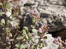 Image of Ageratina calaminthifolia (Kunth) R. King & H. Rob.